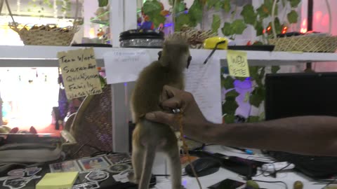 Met Our New Web Developer and Got a Monkey Too?
