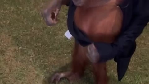 Orangutan Puts on Man's Jacket