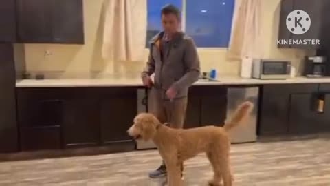 Dog training unique