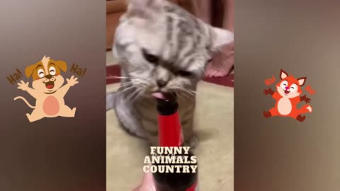 Funny animal videos, cute funny animal reactions