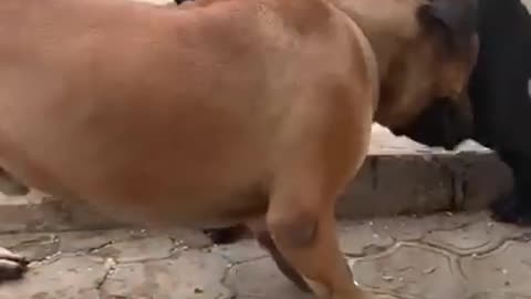 When two Boerboel meet....