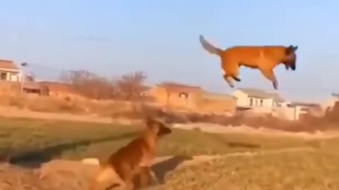 Dogs funny video