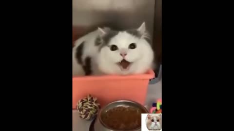 Funny cat and dog home #76 So Cute Cats ♥ Best Funny Cat Videos 2021 funny cats and dogs
