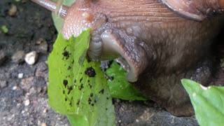 Giant African land snail doing what it does best during rain