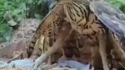 Eagles attack wild animals funny