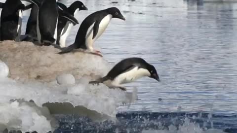 Penguins can fly! Just 0.5 second ⏱️