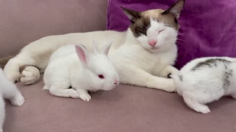 Baby Bunnies Wake Up a Sleeping and Lazy Cat lover