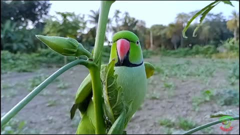 GREEN PARROT 🐦🦜 RANDOM SWEET SOUND