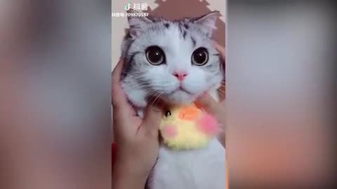 Cutee cate