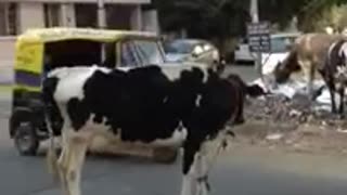 Cow in traffic