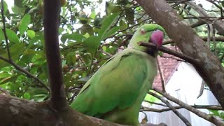 A shy parrot doesn't like the camera..