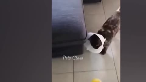 Animal cute and most funny shorts 😂