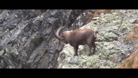 MOUNTAIN GOATS - These Creatures Don’t Care About The Laws Of Physics Despite Their Hooves5