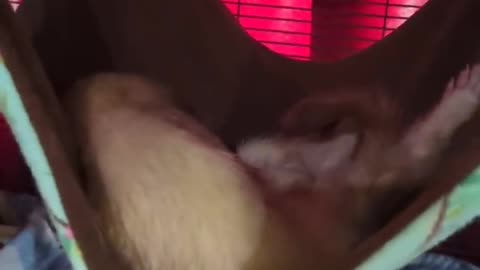 Ferret Hangs Out of Hammock in a Deep Sleep __ ViralHog.