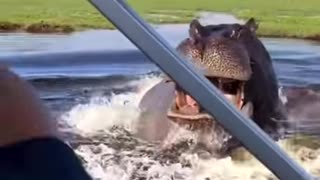 Attack Of The Hippo🚤🦛