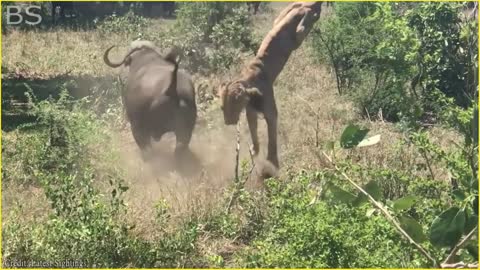 The Greatest Fights In The Animal Kingdom | Lion VS Buffalo