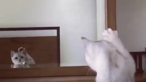 Curious cat vs reflection