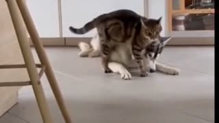 cat playing with dog 🤩