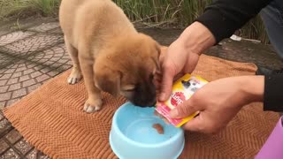 Tiny Abandoned Puppy Becomes the Happiest Dog After Being Rescued - Cute Blocks