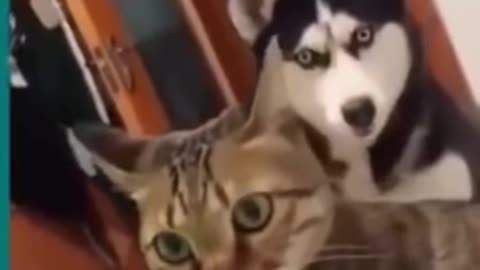 Dog and cat Funny videos 🤣🤣🤣 trending