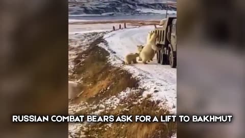 Meanwhile in Russia, polar bears attempt to join military