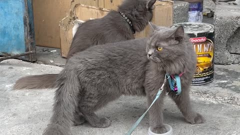 British long hair cat male and female