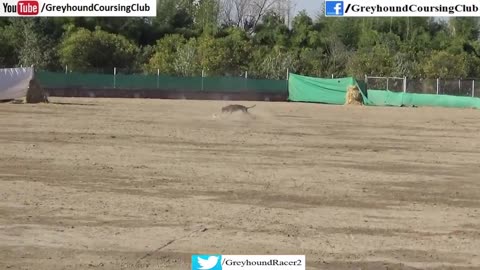 Greyhound coursing dogs race