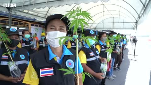 How Thailand went from war on drugs to cannabis curries - BBC News