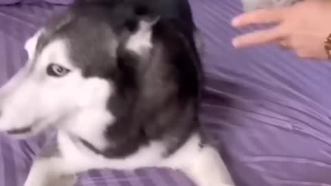 Funny and ciut Dog 🐶 and Cat short video