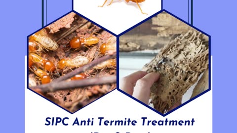 Termite Control Services in Goa