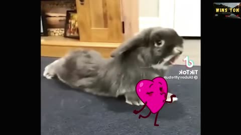 Heart Filled Funny And Cute Bunny minute. Bunny hops and flip flops.