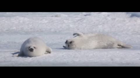 A polar bear lounges in the snow. Another does somersaults