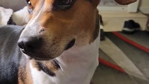 Good morning, everyone. Have a wonderful day.#beagleslife #beagletales #shorts # lovedogs