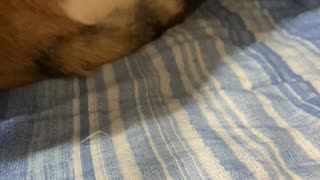 Cute Cat Under The Covers