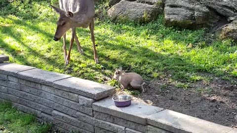 Super friendly rabbit incredibly plays with wild deer