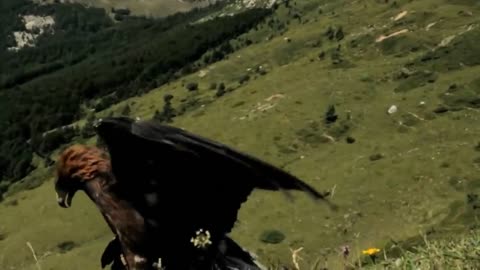 How Golden Eagle Attacks Fox From The Sky