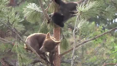 Cute Little Black Bear