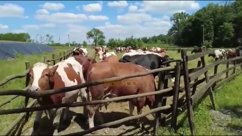VIRAL! Collection of Big Cows, Cows on Grassland, Fat Cows