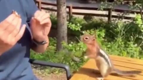 This squirrel will take the food out of my hand
