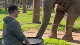 Adorable Elepiants Learns to Play the Drums!