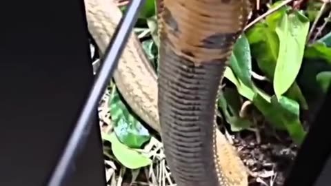 A cobra drinks water😲😲😲