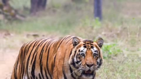 Do you know India's #national #animal ? Learn from #tiger Today marks 50 years of tiger conservation