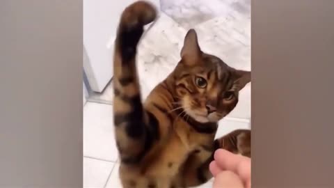 Funny Cats , Funny Dogs , Funny Videos ,😂,😺,🐶