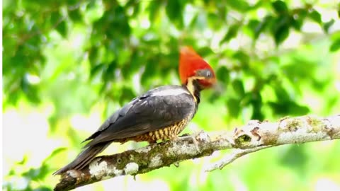 Amazing bird food search into hard tree