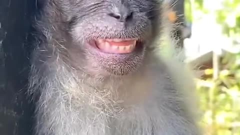 Monkey business: Smiling one minute, snoozing the next!
