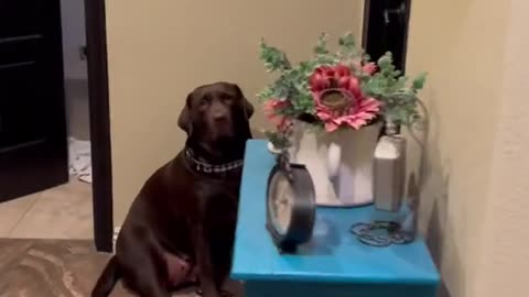 Shelby The Chocolate Lab Just Wants Some Love