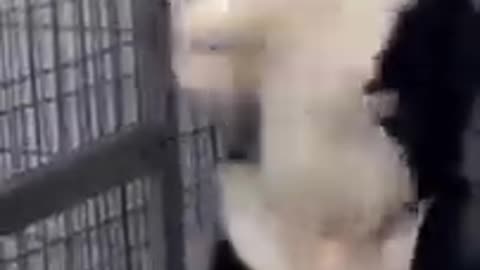 dog very funny video 😂😂😂 🐕🤣