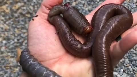 Earthworm in Brazil