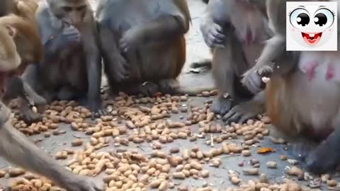 #hungry monkey and peanuts #Monkey love with peanuts/ very interesting moments we see