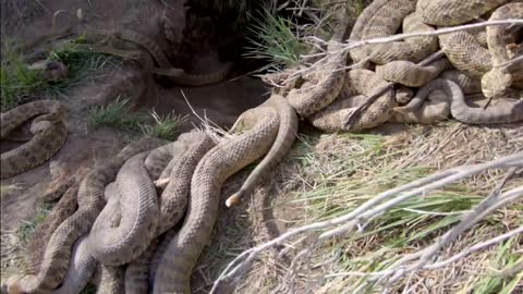 Bắt Rắn Hổ Manng Chúa,Snake Hunting,Hunting giant snakes,caza de serpientes,صيد الثعابين